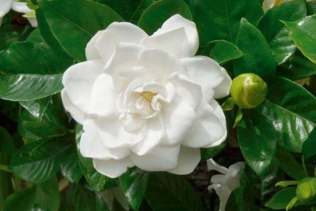 DESINF. JARDIN JAZMIN