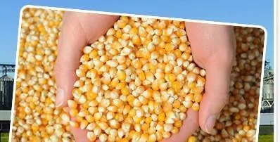MAIZ PISINGALLO CATINI 400G
