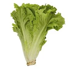 LECHUGA ZONA 