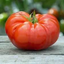 TOMATE PLATENSE