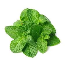 MENTA 