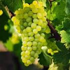 UVA BLANCA